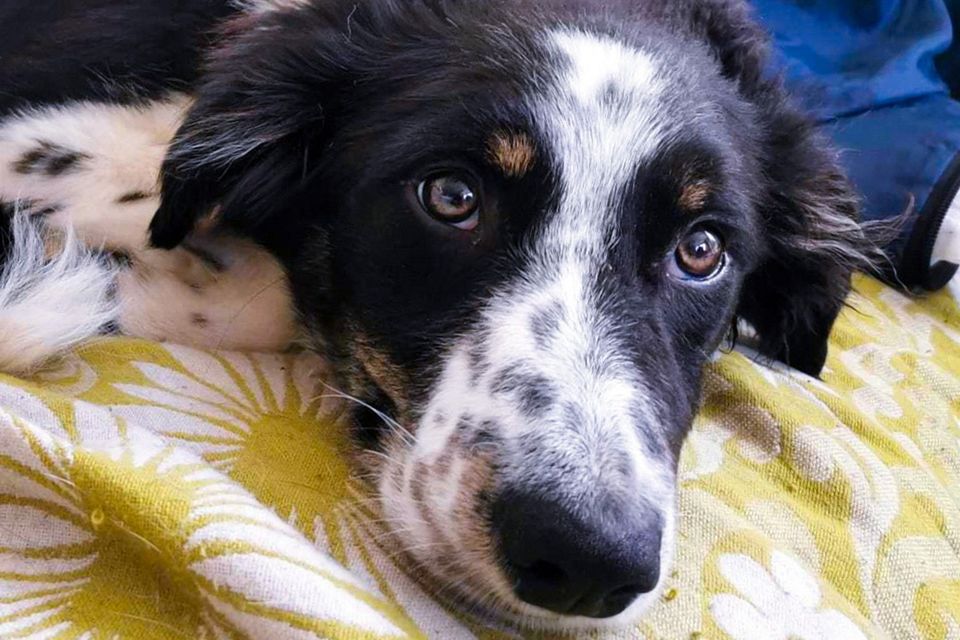 Axel is looking for a rural foster home